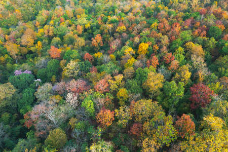 Beautiful aerial view of thick forest in autumn. Colorful forest. Pang puay, Mae Moh, Lampang, THailand.の写真素材