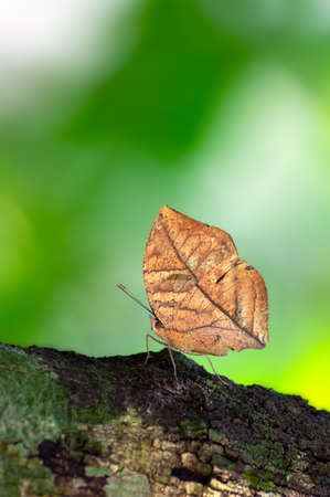 Beautiful Kallima inachus butterfly brown dry leaves pattern perched on a branch. Orange Oakleaf in Kaeng Krachan National Park, Phetchaburi province, Thailand.の写真素材