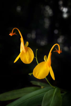 Beautiful yellow wild flowers tropical forest, Mae Moh, Lampang Province, Thailand.の写真素材