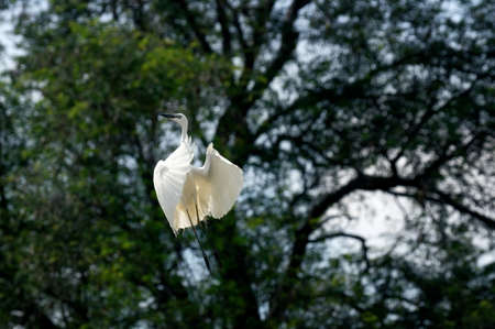 White Egret is flying among the forest and rich nature.の写真素材