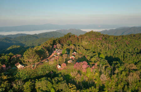 Aerial View of Doi Mae Taman, San Pa Kia. Mountains in the morning and the sea of mist, Doi Mae Taman, San Pa Kia. Chiang Mai Province, Thailand. Pink cherry blossom. Camping.の写真素材