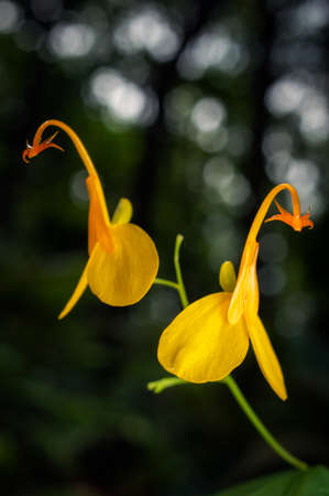 Beautiful yellow wild flowers tropical forest, Mae Moh, Lampang Province, Thailand.の写真素材