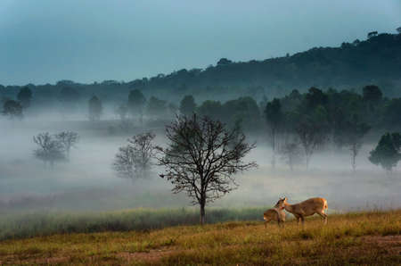 Mother deer and wild child deer feed in the morning Thung Kamang in the morning golden meadows and sea. Thung Kamang Wildlife, Chaiyaphum, Thailand.の写真素材