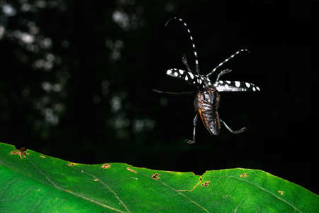 Beautiful Black and white striped insects are flying in the fertile forest.の写真素材