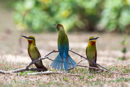 Bird lovers, Beautiful Blue-tailed bee-eater (Merops philippinus) On a branch above the meadow with green background in Phetchaburi Thailand.の写真素材