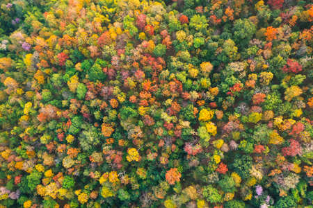 Beautiful aerial view of thick forest in autumn. Colorful forest.の写真素材