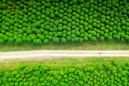 Aerial view of Thung Bua Tong mexican sunflower field without flowers Mexican Sunflower Field, Tung Bua Tong Mexican sunflower field in Mae Moh Coal power plant, Lampang Provinceの写真素材