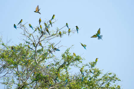 Bird lovers, Beautiful Blue-tailed bee-eater (Merops philippinus) On a branch above the meadow with green background in Phetchaburi Thailand. Flock of birds.の写真素材