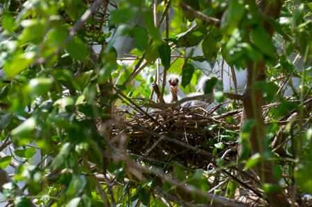 Baby white egret in the nest in the fertile forest.