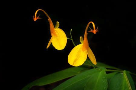 Beautiful yellow wild flowers tropical forest, Mae Moh, Lampang Province, Thailand.の写真素材