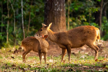 Mother deer is cleaning the fur for deer children. Thung Kramang, Chaiyaphum.の写真素材