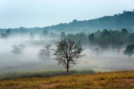 Thung Kamang in the morning golden meadows and sea. Thung Kamang Wildlife, Chaiyaphum, Thailand.の写真素材