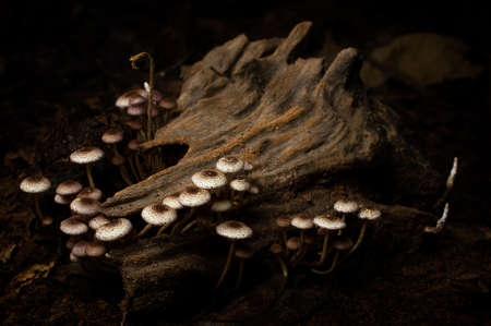 Beautiful group of white wild mushrooms on a log.の写真素材