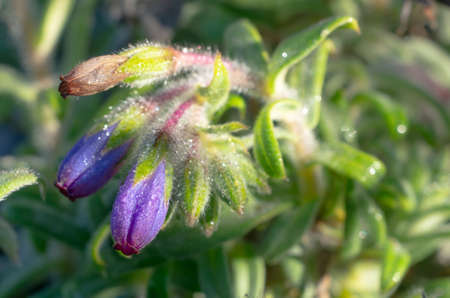 Bouquet of purple wild flowers, Doi Luang Chiang Dao, Chiang Mai, Thailand.の写真素材