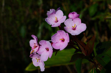 Semi-Alpine Plant Society, Pink wild flowers, Pink Pim Jai, Doi Luang Chiang Dao, Chiang Mai, Thailandの写真素材
