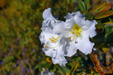 Bouquet of white wild flowers, Doi Luang Chiang Dao, Chiang Mai, Thailand.の写真素材