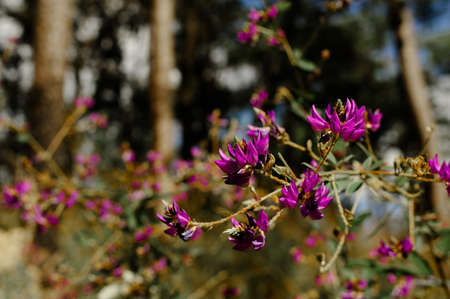 Semi-Alpine Plant Society, Pink wild flowers, Doi Luang Chiang Dao, Chiang Mai, Thailandの写真素材