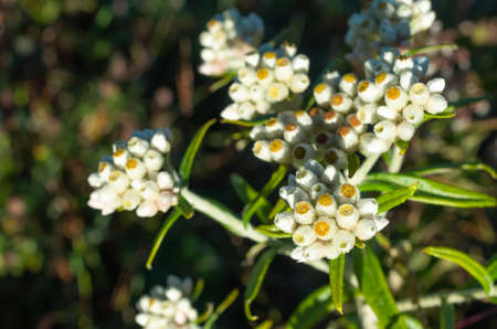 Bouquet of white wild flowers, Doi Luang Chiang Dao, Chiang Mai, Thailand.の写真素材