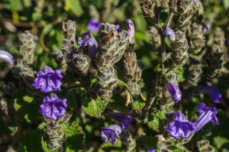 Bouquet of purple wild flowers, Doi Luang Chiang Dao, Chiang Mai, Thailand.の写真素材