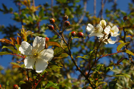 Bouquet of white wild flowers, Doi Luang Chiang Dao, Chiang Mai, Thailand.の写真素材