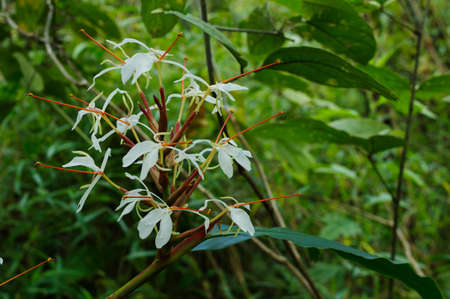 Bouquet of white wild flowers, Doi Luang Chiang Dao, Chiang Mai, Thailand.の写真素材