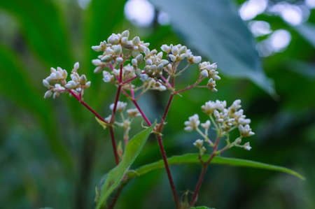 Bouquet of white wild flowers, Doi Luang Chiang Dao, Chiang Mai, Thailand.の写真素材
