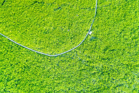 Aerial view, mangrove forest, rich mangrove forest and walking paths to explore and visit.の写真素材