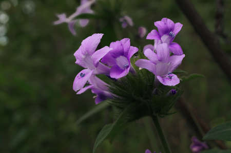 Purple wild flower bouquet, Doi Luang, Chiang Dao, Chiang Mai, Thailand.の写真素材