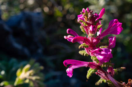 Bouquet of pink wild flowers, Doi Luang Chiang Dao, Chiang Mai, Thailand.の写真素材