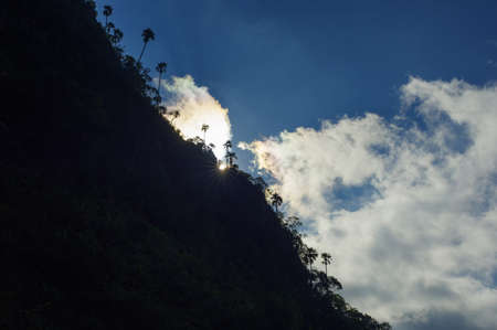 Trachycarpus oreophilus Gibbons & Spanner, Arecaceae, Palmae, Doi Luang Chiang Dao, Chiang Mai, Thailand.の写真素材