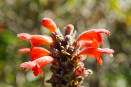 Bouquet of Orange wild flowers, Doi Luang Chiang Dao, Chiang Mai, Thailand.の写真素材