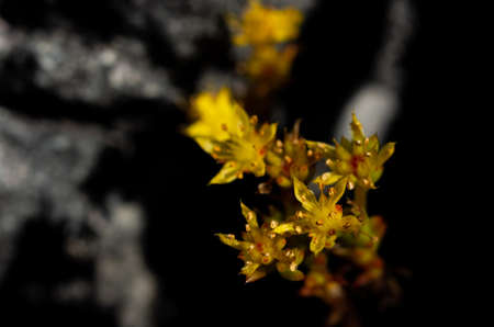 Sedum susanae Hamet, a bouquet of yellow wild flowers, Doi Luang Chiang Dao, Chiang Mai, Thailand.の写真素材