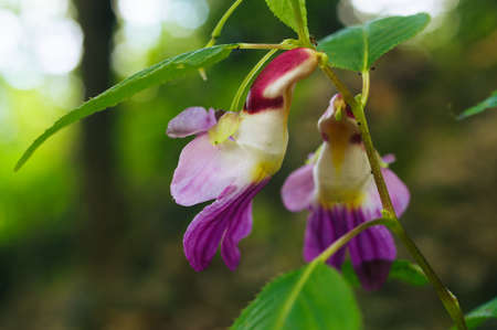 Beauty impatiens psittacina, parrot flower at Doi Luang Chiang Dao mountain, Chiang Mai, Thailandの写真素材