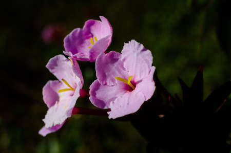 Semi-Alpine Plant Society, Pink wild flowers, Pink Pim Jai, Doi Luang Chiang Dao, Chiang Mai, Thailandの写真素材