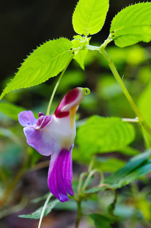Beauty impatiens psittacina, parrot flower at Doi Luang Chiang Dao mountain, Chiang Mai, Thailandの写真素材