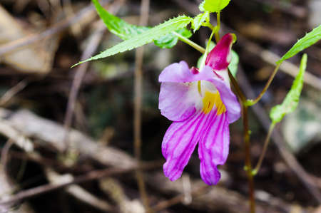 Beauty impatiens psittacina, parrot flower at Doi Luang Chiang Dao mountain, Chiang Mai, Thailandの写真素材
