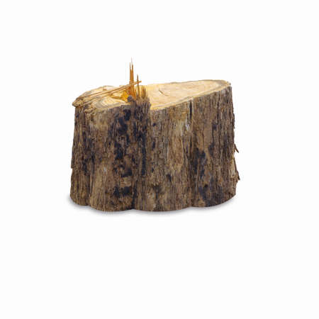Teak stump isolated on white background with clipping path, The stump of a teak tree that has been cut short.の写真素材