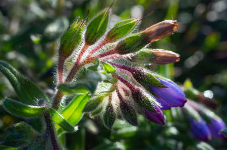 Bouquet of purple wild flowers, Doi Luang Chiang Dao, Chiang Mai, Thailand.の写真素材