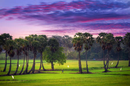 Palm trees and rice fields farmer in the morning Phetchaburi Province, Thailand.の写真素材