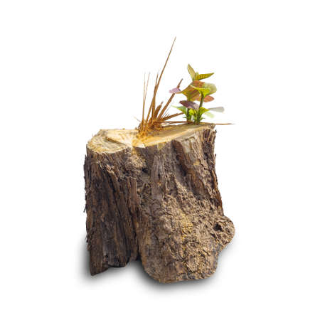 Teak stump isolated on white background with clipping path, The stump of a teak tree that has been cut short.の写真素材