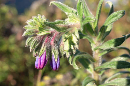 Bouquet of purple wild flowers, Doi Luang Chiang Dao, Chiang Mai, Thailand.の写真素材