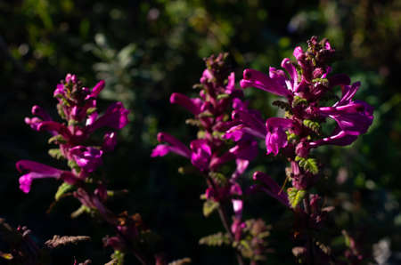 Bouquet of pink wild flowers, Doi Luang Chiang Dao, Chiang Mai, Thailand.の写真素材