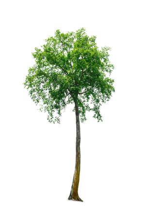 Big tree isolated on white with clipping path, Hundreds years old, Is amazing, A beautiful nature, Kanchanaburi thailand.の写真素材
