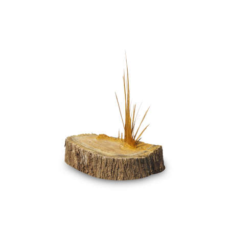 Teak stump isolated on white background with clipping path, The stump of a teak tree that has been cut short.の写真素材