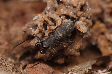 The whip scorpion is beautiful on the ground in a fertile forest.の写真素材
