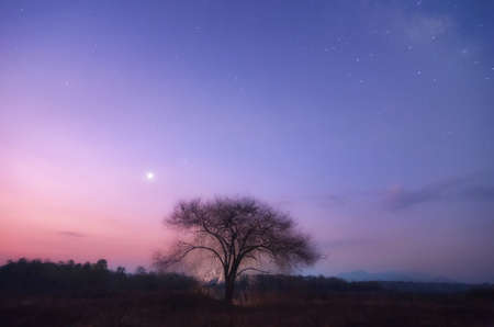 Dead trees and beautiful north star with beautiful sky in the forest.の写真素材