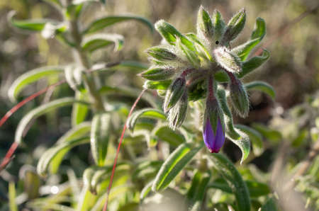 Bouquet of purple wild flowers, Doi Luang Chiang Dao, Chiang Mai, Thailand.の写真素材