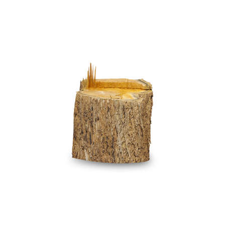 Teak stump isolated on white background with clipping path, The stump of a teak tree that has been cut short.の写真素材