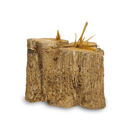 Teak stump isolated on white background with clipping path, The stump of a teak tree that has been cut short.の写真素材