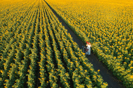 Aerial view. A young woman wearing a white dress and a red hat leads a bicycle walk among the vast and beautiful sunflower fields in the morning, Lopburi, Thailand.の写真素材